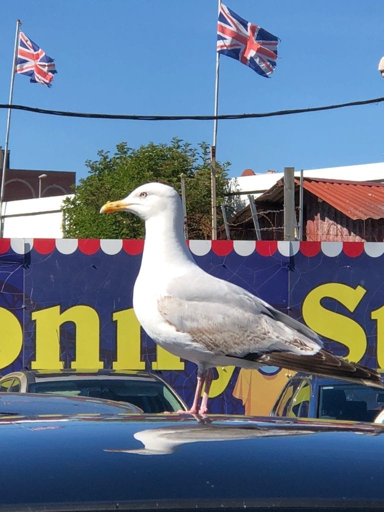 Seagull on a car.